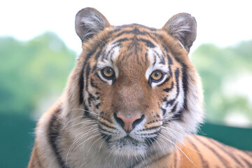 portrait posing tranquil and beautiful tiger