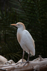 Cattle egret perched on a trunk
