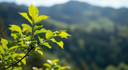 Obraz premium Fresh green leaves representing natural beauty and serenity, with mountain landscape