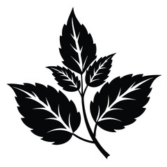 Graphic Black Leaves on Stem Design, Isolated Botanical Illustration, Natural Branch