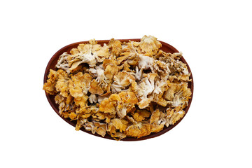 Splitgill mushroom or schizophyllum commune mushroom