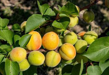 Ripe  apricots hanging on a tree branch under the spring sun