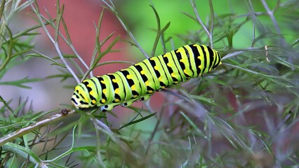 A Caterpillar on Fennel feeding