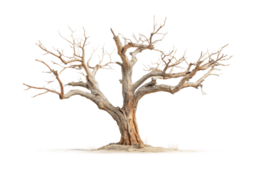PNG Ancient leafless tree with complex branches in barren landscape