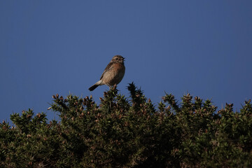 A female Stonechat (Saxicola rubicola) on a British moorland