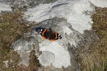 A Red Admiral butterfly (Vanessa atalanta) on a lichen-covered rock