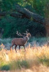 Obraz premium Red deer, Male roaring in La Pampa, Argentina, Parque Luro, Nature Reserve