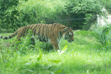 Tigre