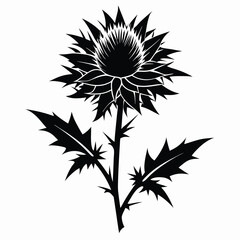 Silhouette of Thistle Flower Plant with Thorny Stem and Leaves Design Illustration