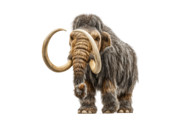 PNG Woolly mammoth standing with curved tusks on white background