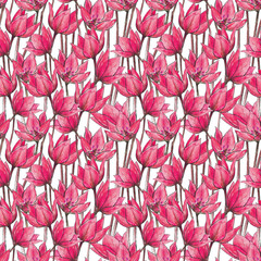 hand drawn watercolor seamless pattern of magenta flowers on a white background. blossom spring ornament of pink tulips for textile