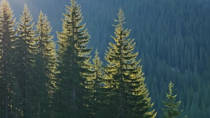 Sun shining through trees in mountain forest. Rays of sunlight in the spruce forest - Powered by Adobe