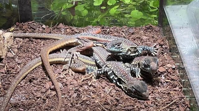 Gekkos im Terarium.