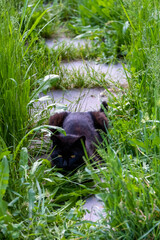 Fototapeta premium A black cat with a white spot on its chest on a narrow stone path overgrown with tall green grass. 