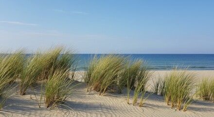 Beach grass on sand dunes symbolizing coastal beauty and natural serenity with blue sky