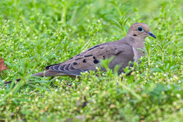 Closeup of a mourning dove resting in the grass.