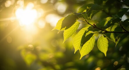 Green leaves in sunlight representing natural beauty and freshness, with bokeh effect