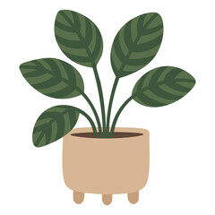 Stylized calathea plant with striped leaves in a modern pot, flat cartoon vector clipart.