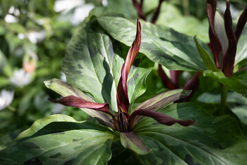 Dark maroon flower of Giant Purple Wakerobin, Trillium Kurabayashii, blooming in a spring garden, as a nature background
