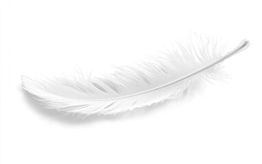 Obraz premium Delicate white feather
