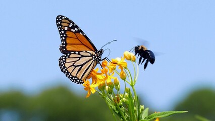 Butterfly and a bee sharing the same space