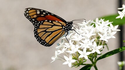 Butterfly on white flowers