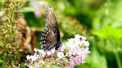 Swallowtail butterfly on white flowers