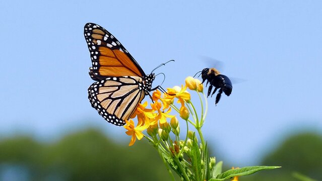 Butterfly and a bee sharing the same space - Powered by Adobe