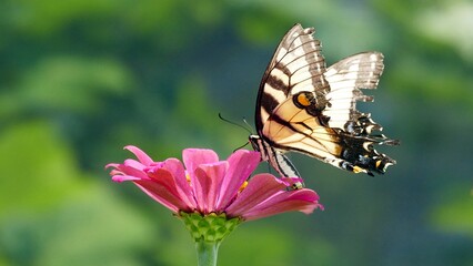 Butterfly on a pink flower