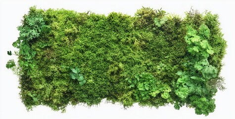 Obraz premium Lush green moss wall art