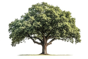 Lush, full, mature tree