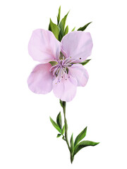 Obraz premium Watercolor peach blossom with stem and leaves, isolated on transparent background