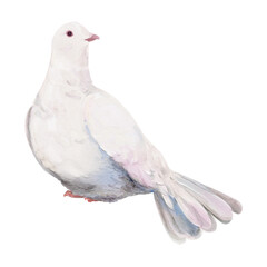 White dove bird, watercolor illustration, isolated on transparent background
