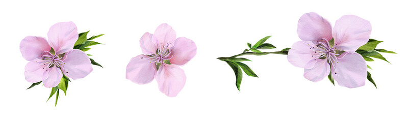 Three watercolor peach blossoms with green leaves, isolated on a white background