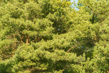 Pine tree branches in the city park.