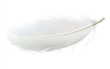 Obraz premium Delicate white feather (3)