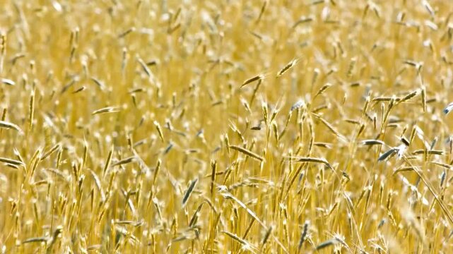 Microscopic View of Golden Wheat Stalks, Agricultural Texture