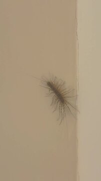 House Centipede on Wall Corner &ndash; Scutigera Coleoptrata Close-Up
