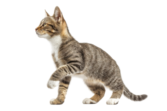PNG Tabby cat in mid-step with alert expression on white background