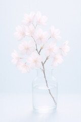Cherry blossom branch in glass vase on pastel blue background