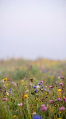 Soft Focus Wildflower Field in Morning Mist with Dew-Kissed Blooms and Pastel Sky