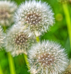 Obraz premium Asteraceae, which consists of species commonly known as dandelions seedhead