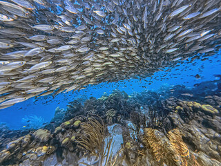 Baitball off the coast of the Cariibean island of Bonaire