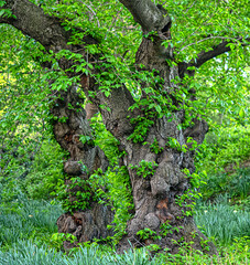 Central Park in spring