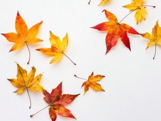 Fototapeta premium Colorful Autumn Leaves on White Background for Seasonal Decor