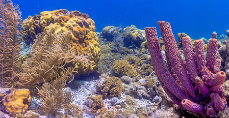 branching vase sponge,Callyspongia ,Cladochalina, aculeata