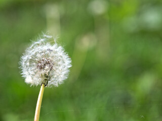 Asteraceae, which consists of species commonly known as dandelions seedhead