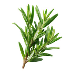 Fototapeta premium Rosemary twig isolated on transparent or white background. A high resolution PNG image of Rosemary twig.