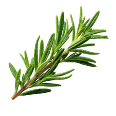 Rosemary twig isolated on transparent or white background. A high resolution PNG image of Rosemary twig.