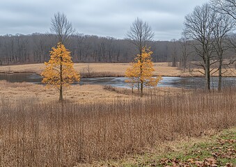 Autumnal landscape with vibrant golden trees